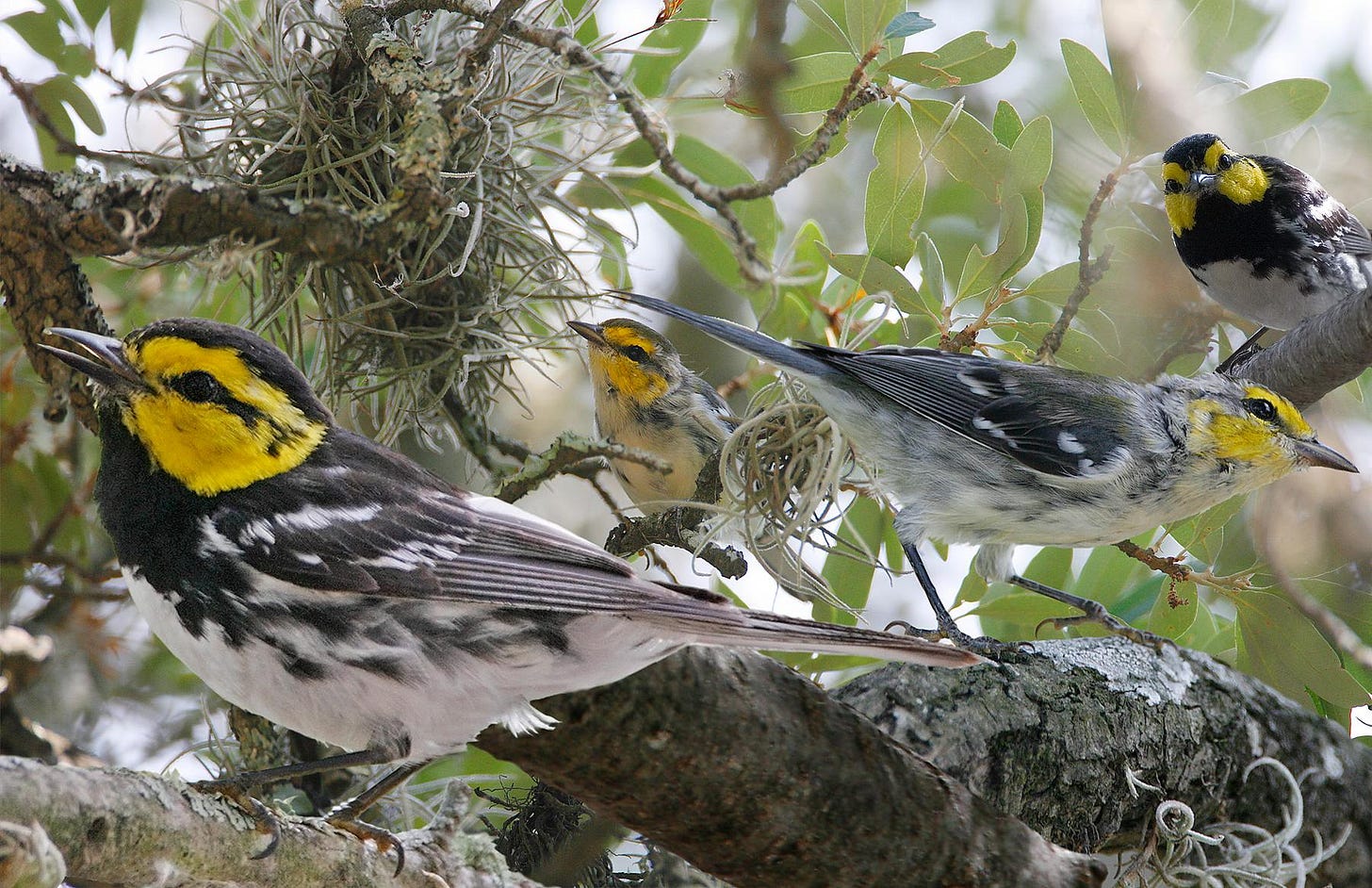 https://upload.wikimedia.org/wikipedia/commons/3/30/Golden-cheeked_Warbler_from_The_Crossley_ID_Guide_Eastern_Birds.jpg https://upload.wikimedia.org/wikipedia/commons/3/30/Golden-cheeked_Warbler_from_The_Crossley_ID_Guide_Eastern_Birds.jpg
