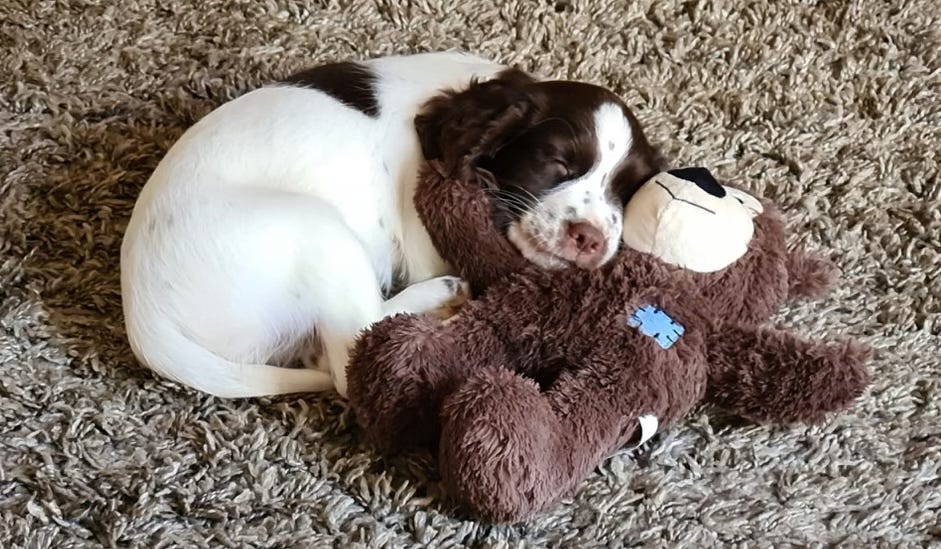 A small brown-and-white puppy is curled up asleep on a shaggy beige carpet, snuggled against a fluffy brown teddy bear. The puppy’s face rests on the teddy bear’s head, creating a cozy and heartwarming scene.
