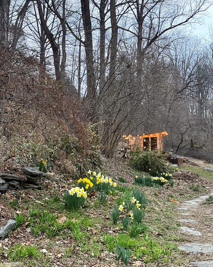 Daffodils