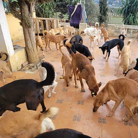 A great day with 700 dogs - Tangier