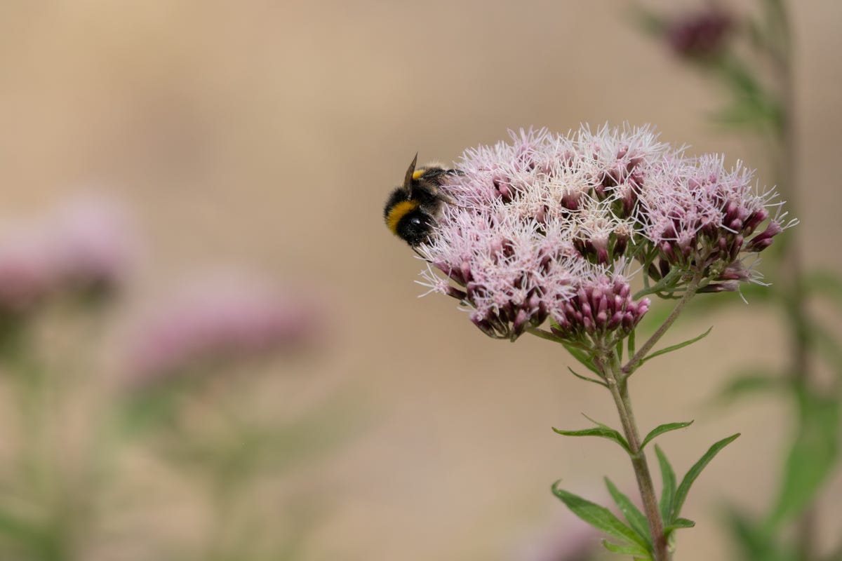 A bumblebee sits on a spray of delicate pink flowers