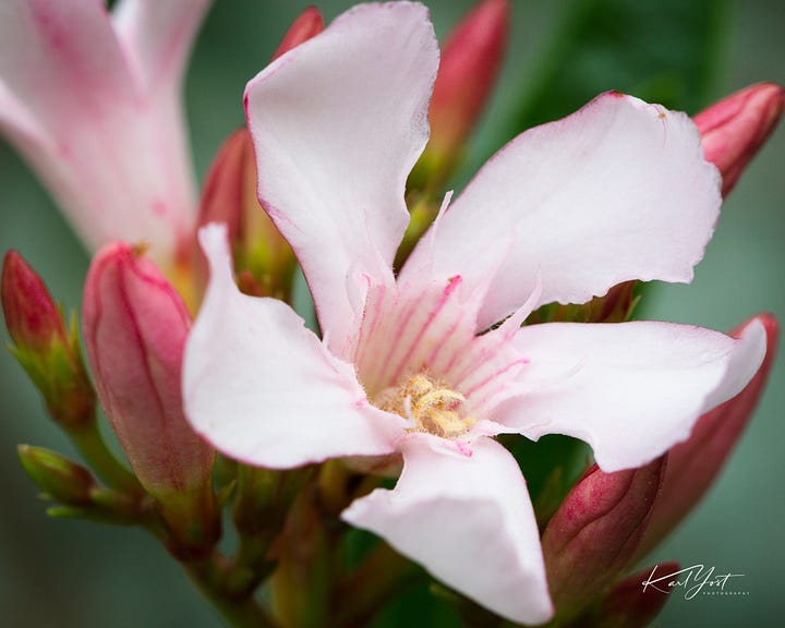 A small insect photobombs the photo of a flower.