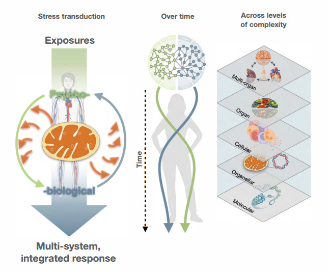 an infographic visualizing how integrated our system is and how stress transduction effects every system in our body over time. an infographic visualizing how integrated our system is and how stress transduction effects every system in our body over time.