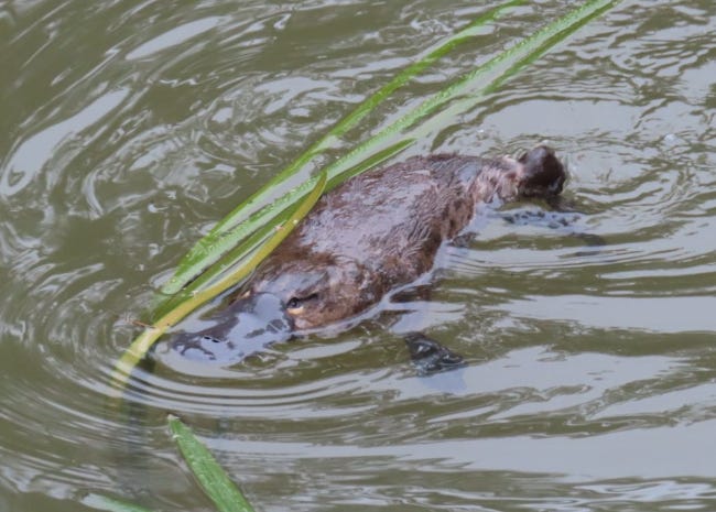 Un ornithorynque dans les eaux du Royal National Parc à Sydney. Il a vraiment un grand bec, tout plat. Un ornithorynque dans les eaux du Royal National Parc à Sydney. Il a vraiment un grand bec, tout plat.