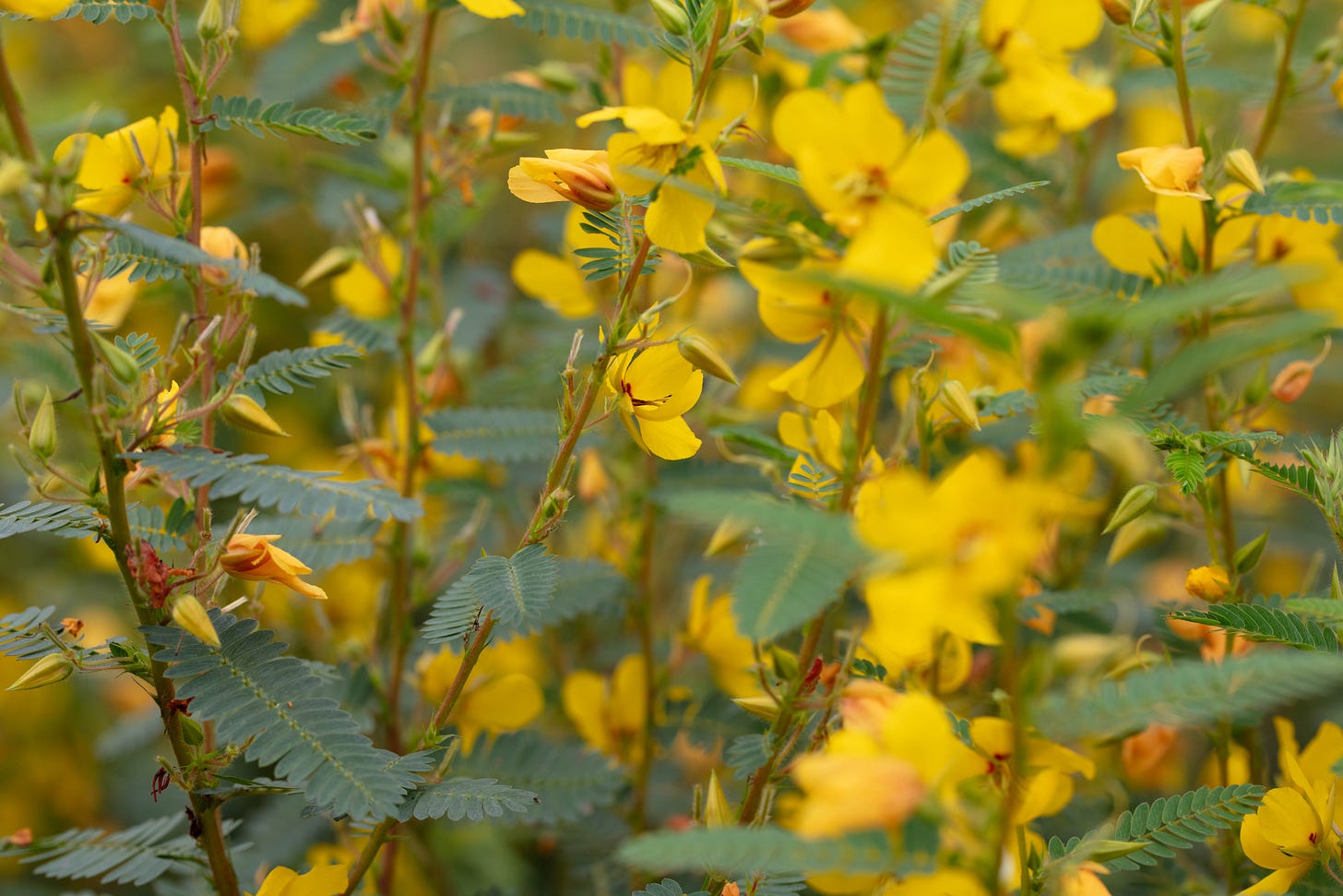 Close-up of a lot of yellow flowering plants with ferny foliage
