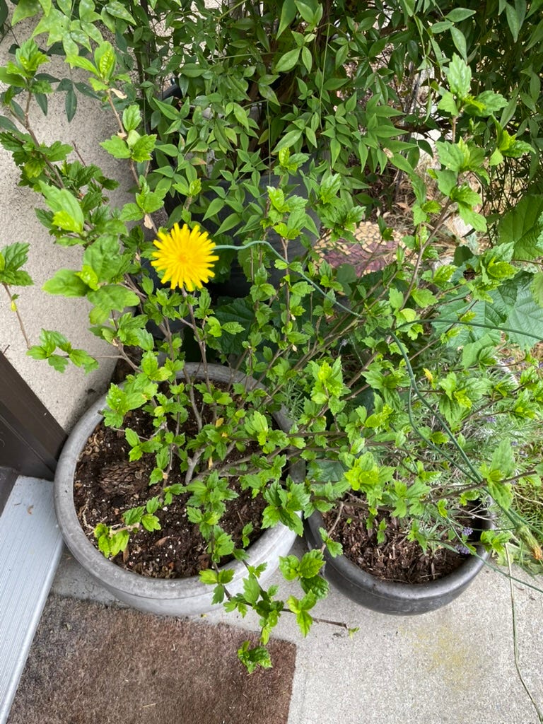 Dandelion in the midst of potted plants
