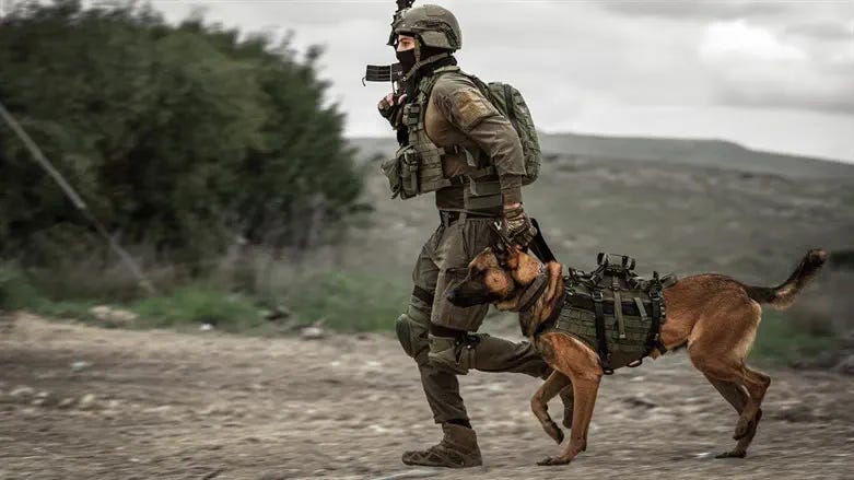 Report: IDF refused to supply canine, soldiers were killed as a result |  Israel National News