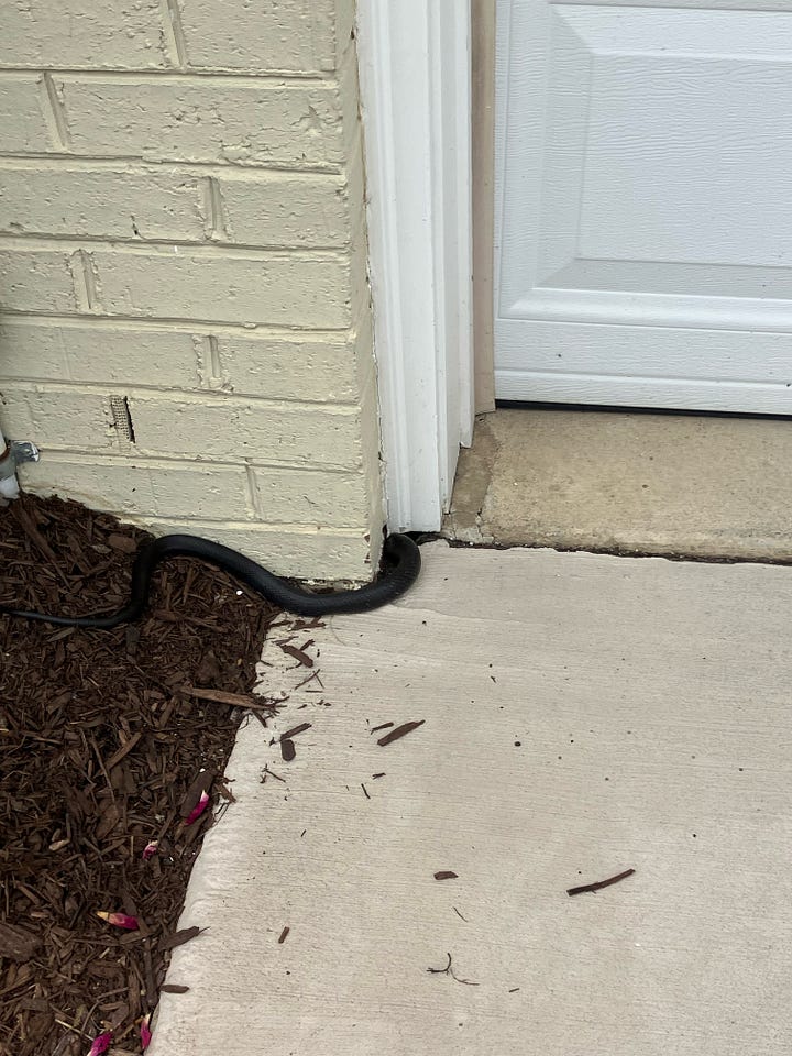 Snake outside front door.