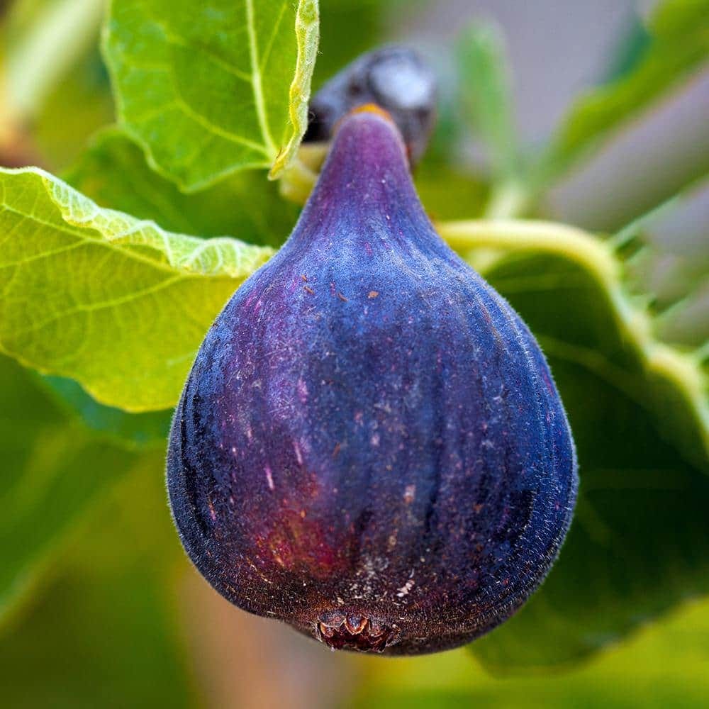 Fig Fig