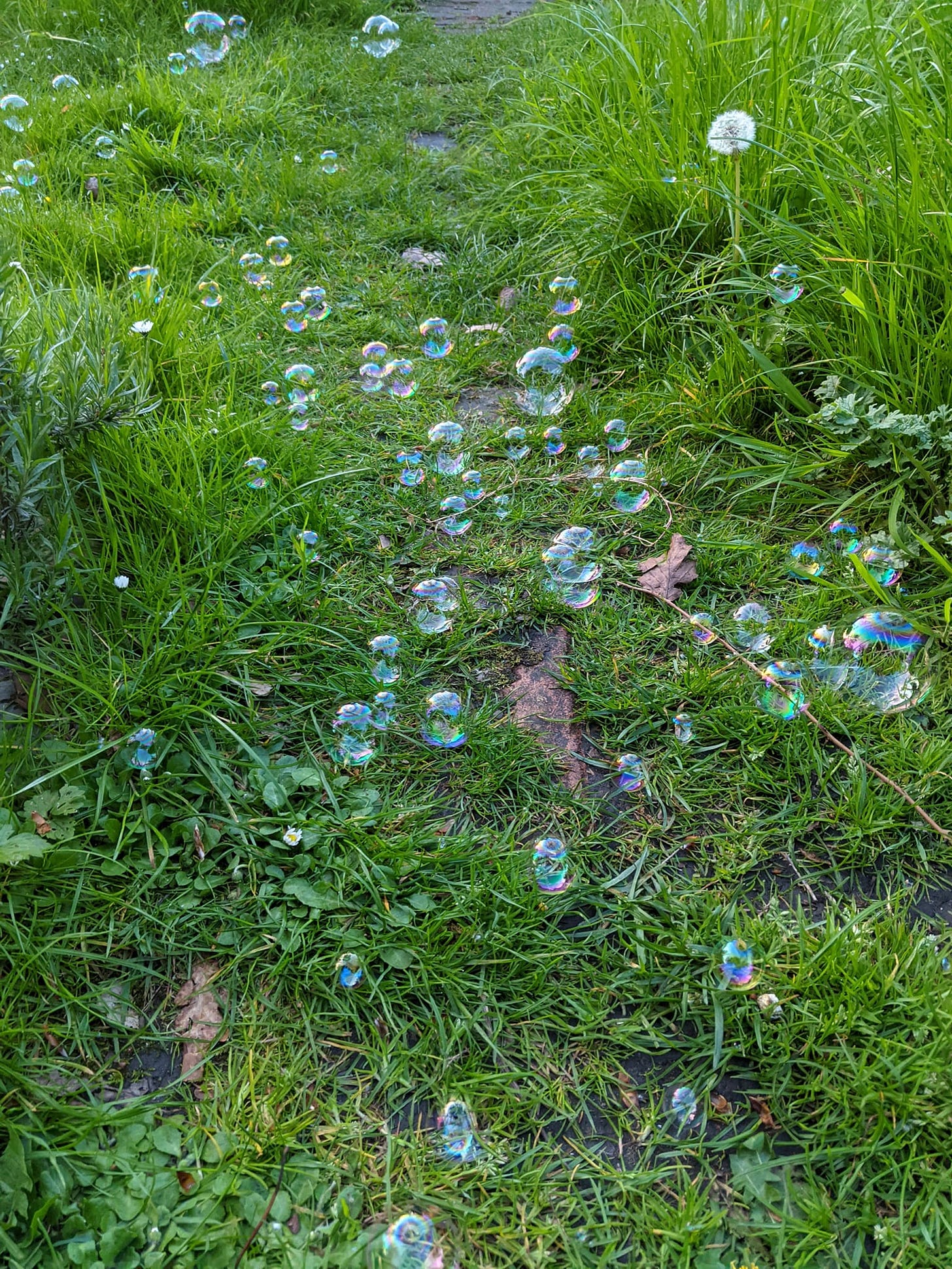 bubbles in the grass