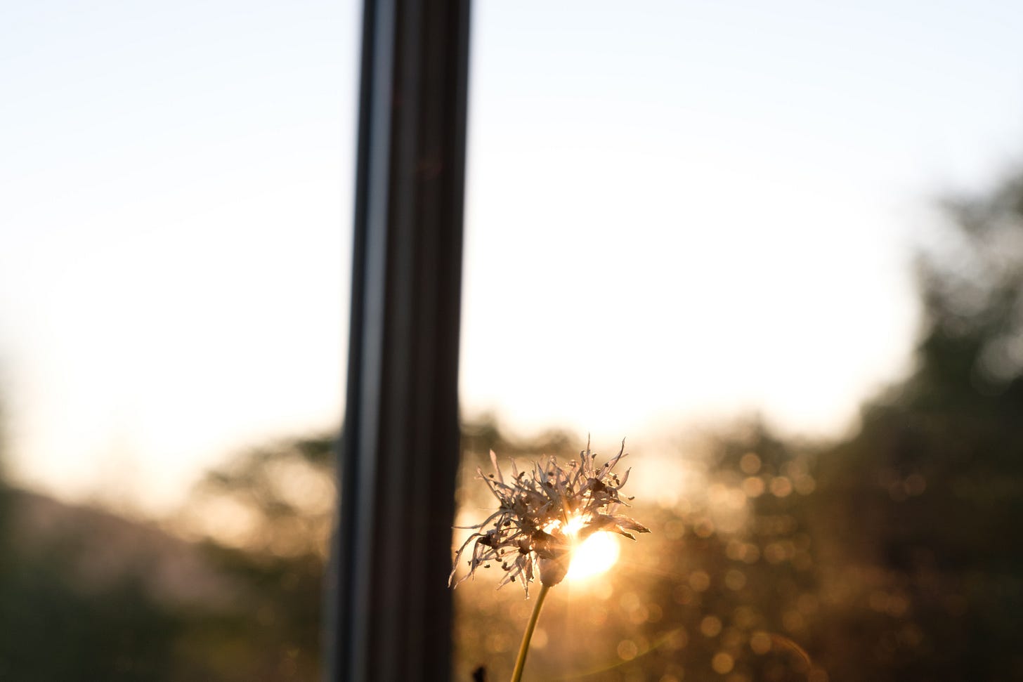 Close-up of a wild garlic flower positioned near a window at sunset, with warm golden light diffused through the glass behind it, creating a soft, dreamlike effect.