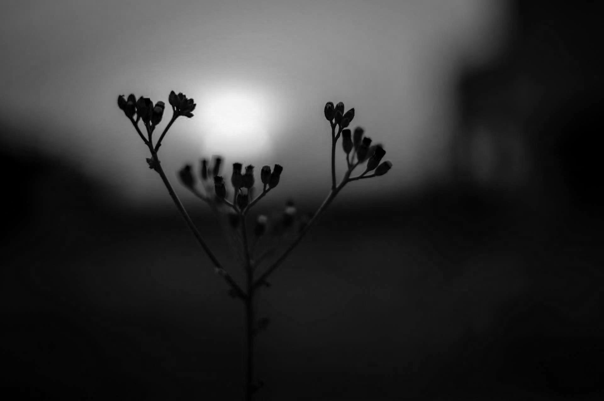 Stay Pure. Stay Present. Motivational text on black and white photo with text "the light is you."