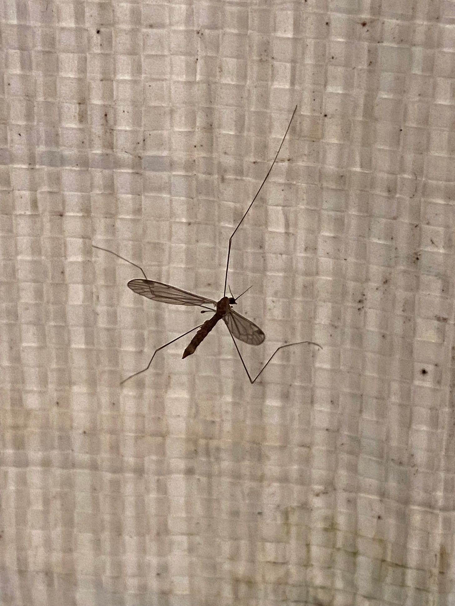 A crane fly with only four legs, on a dusty tarp "wall" A crane fly with only four legs, on a dusty tarp "wall"