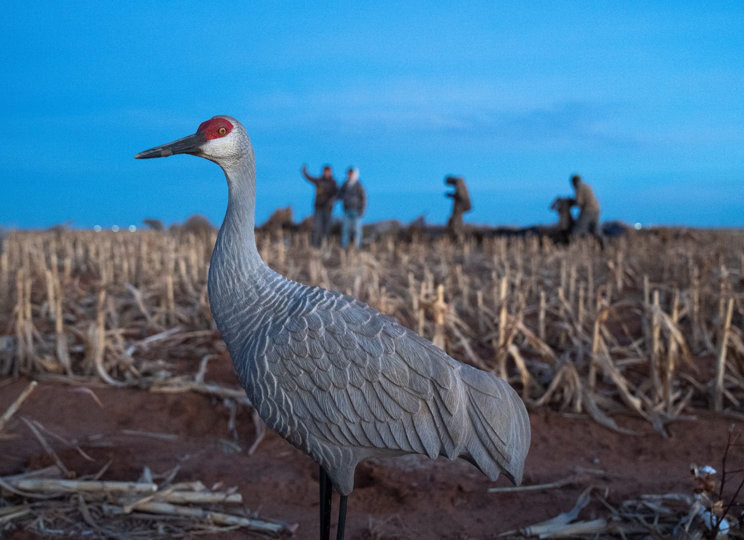 Sandhill crane hunting Texas - hunters setting up crane decoys in cotton field at sunrise for December waterfowl hunt