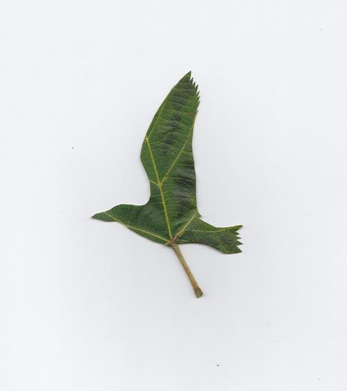 This may contain: a single green leaf laying on top of a white surface