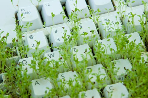 48889960_7e73ae53b2.jpg An image of leafy green garden cress, related to water cress (one of the oldest known leaf vegetables consumed by humans), growing in between the keys of a white computer keyboard.