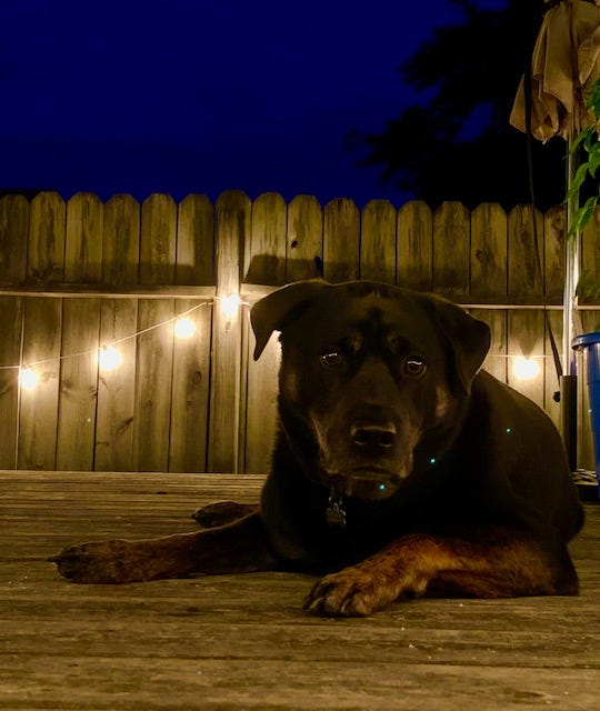 A large black and brown dog lies on a wooden deck at night, facing the camera. String lights and a wooden fence are visible in the background, casting a warm glow.
