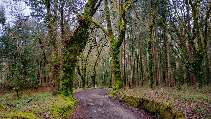 Senda en el bosque, cerca de O Pedrouzo (Galicia)