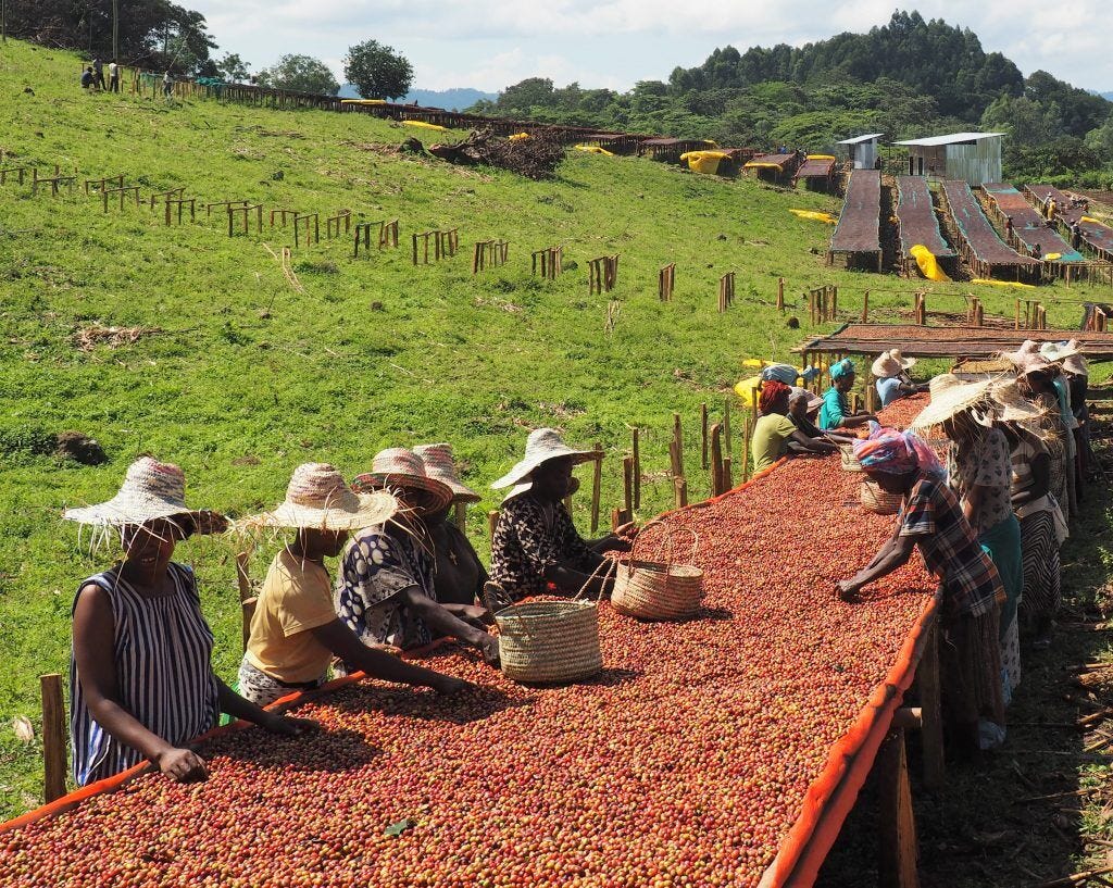 Ethiopia's Forest Coffee: An Illustrated Guide - TechnoServe Business  Solutions to Poverty
