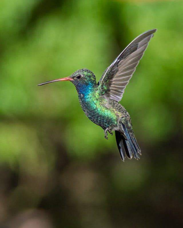 20250901-MaderaCanyon-98-Edit.jpg 20250901-MaderaCanyon-98-Edit.jpg