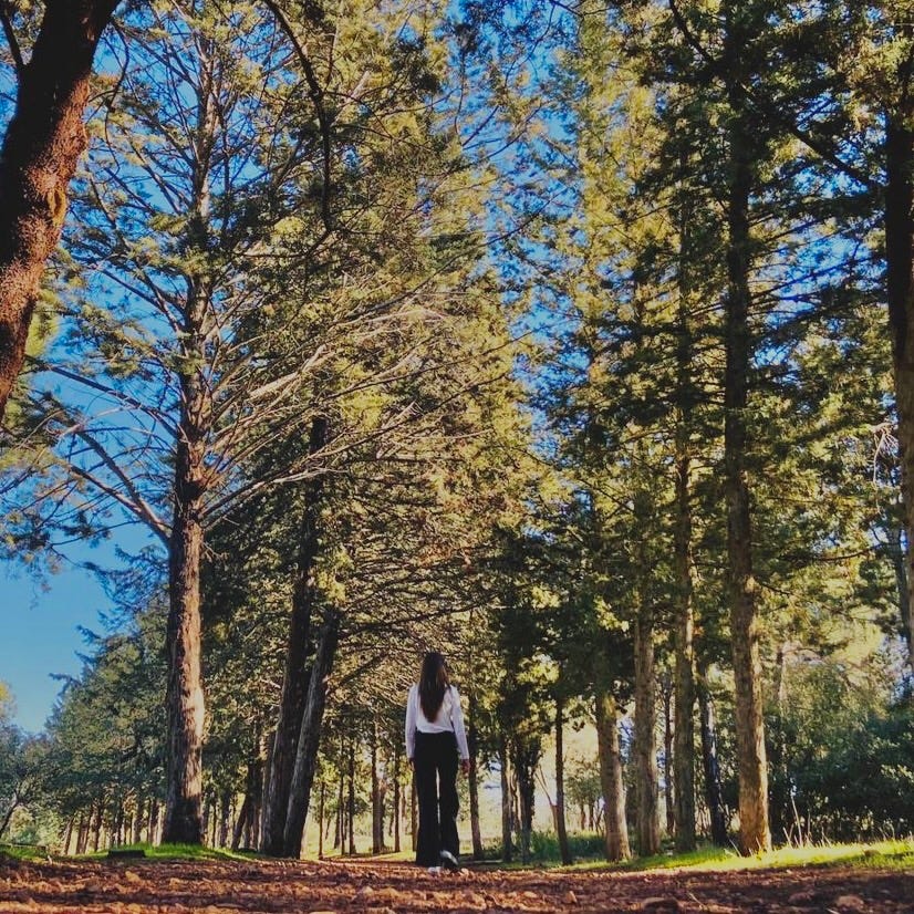 bosque