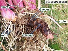 File:Iris pseudacorus rhizome and roots IMG 9222s.jpg File:Iris pseudacorus rhizome and roots IMG 9222s.jpg