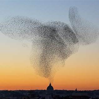 Starling murmuration Starling murmuration