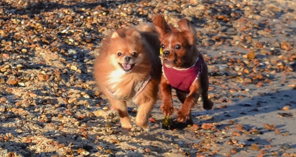 Two dogs, Hank and Maisie running on the beach Two dogs, Hank and Maisie running on the beach