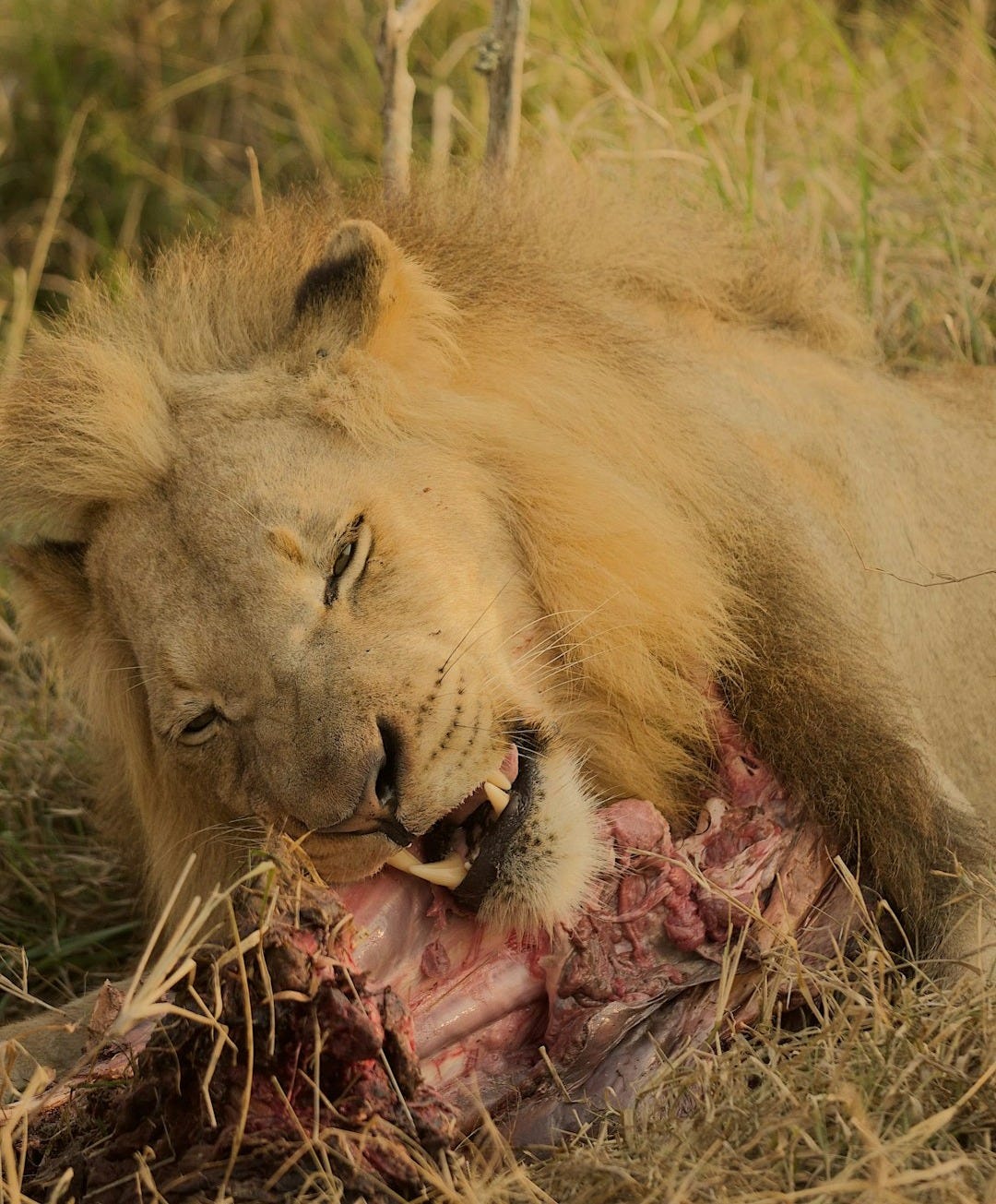 a lion lying down with its mouth open a lion lying down with its mouth open