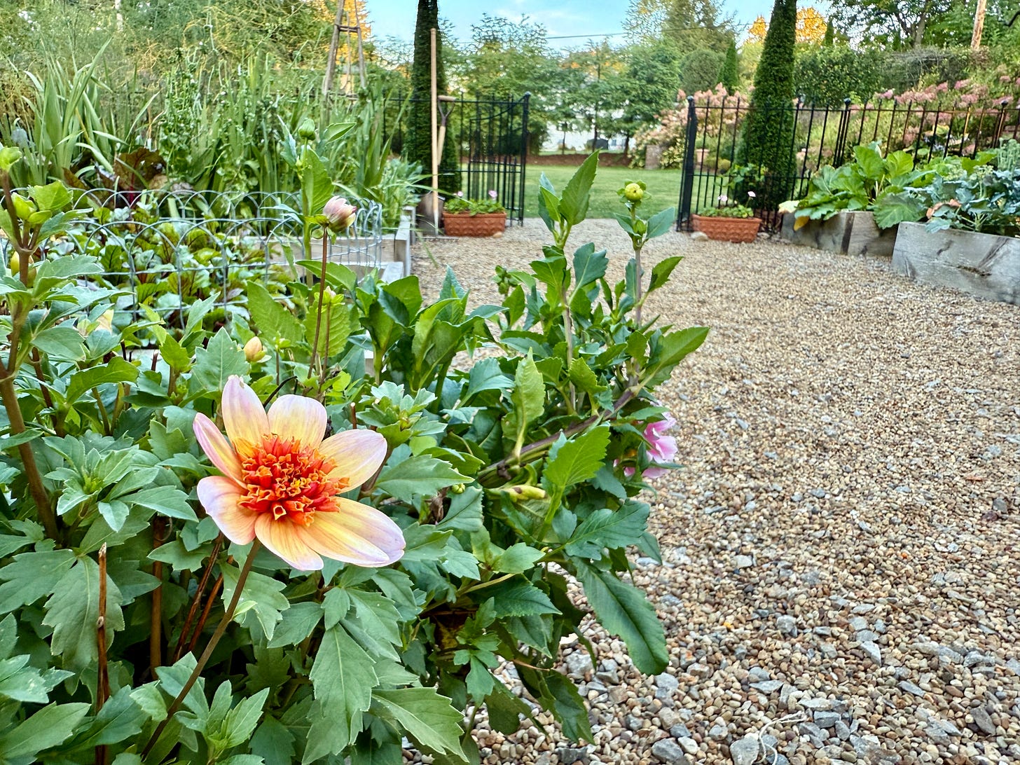 Dahlia ‘Totally Tangerine’ in one of my two dahlia raised beds this year. I find growing them in here easier as they are closer to a water source, which they need. 