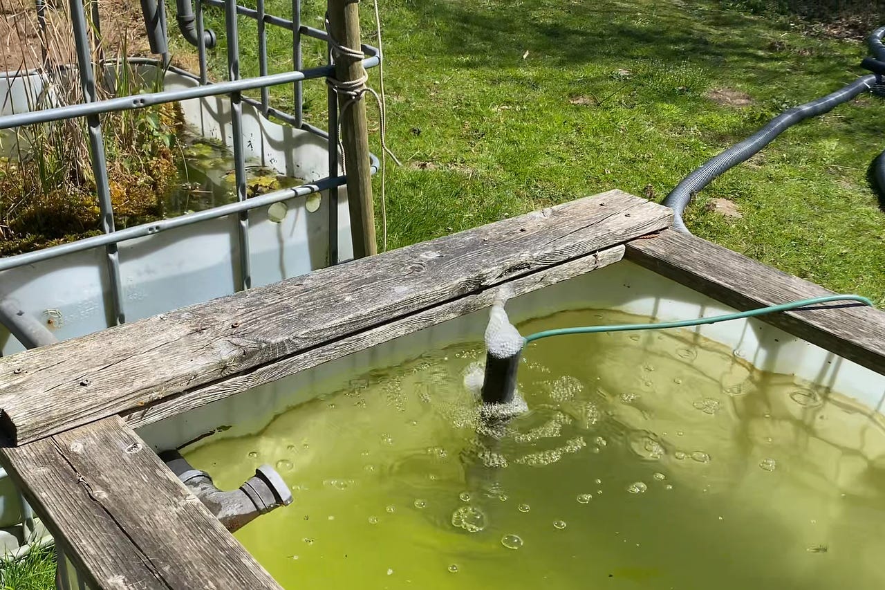 Organic Pools by David Pagan Butler | Substack