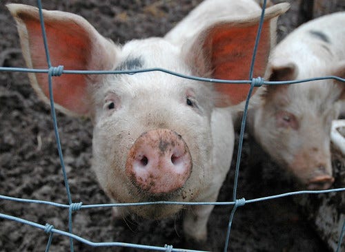 pig pig