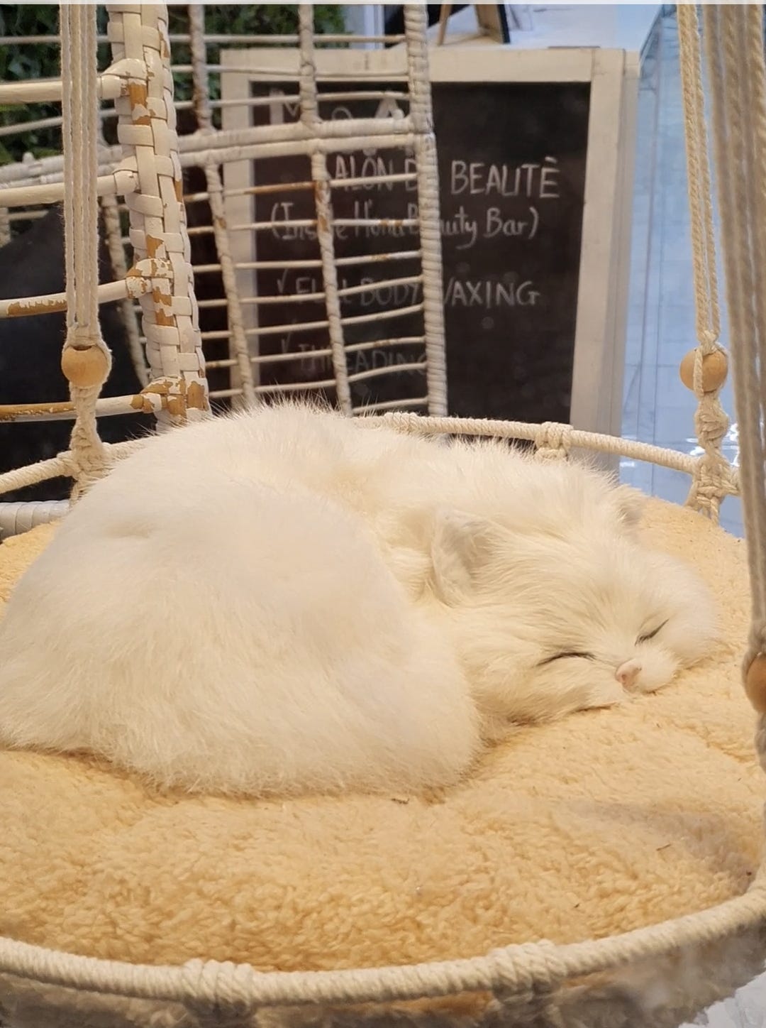 Photo of a fake cat curled up in a basket in a shop window