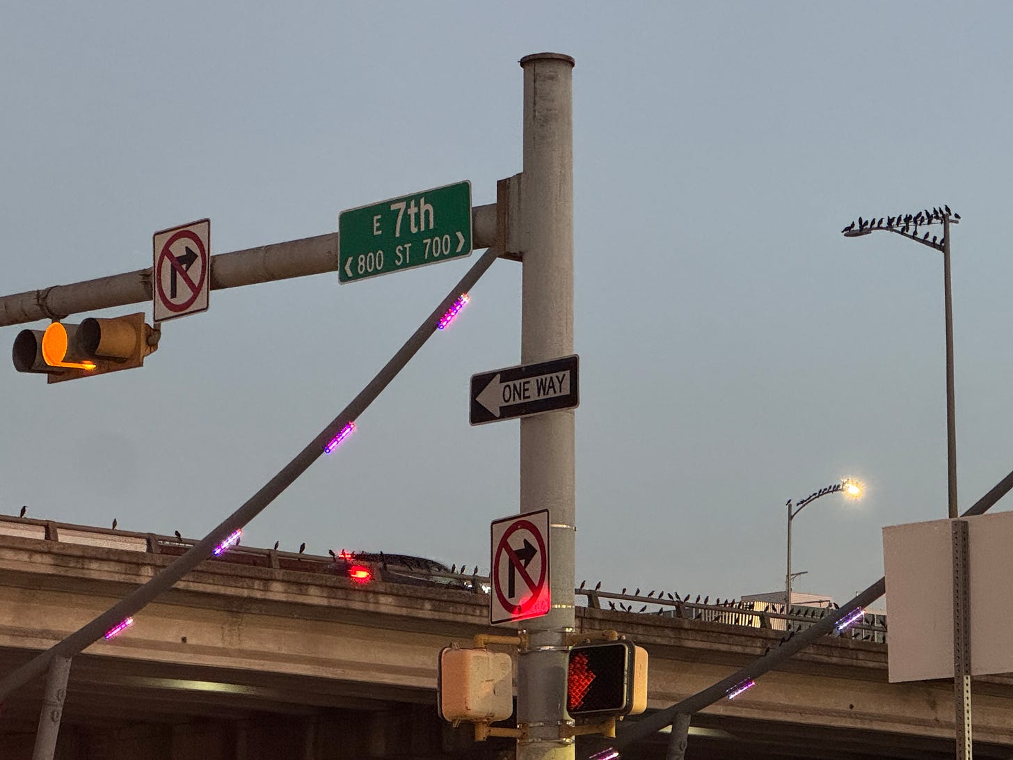 Grackles on frontage road railing