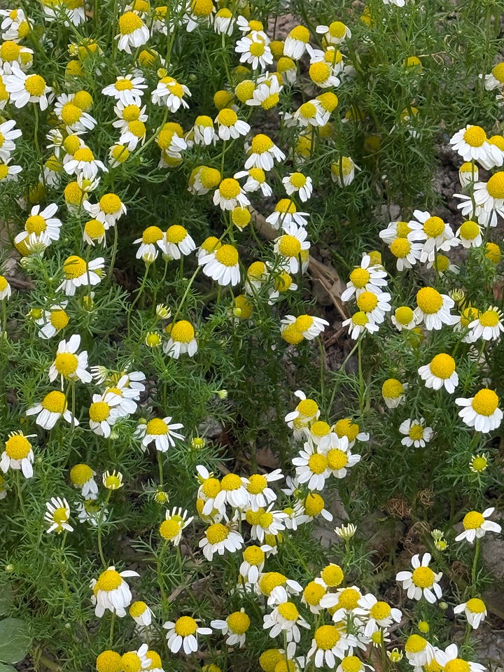 Chamomile Flowers