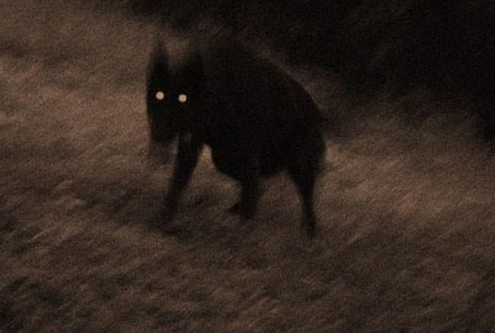 This may contain: a blurry image of a dog walking in the dark with its eyes lit up