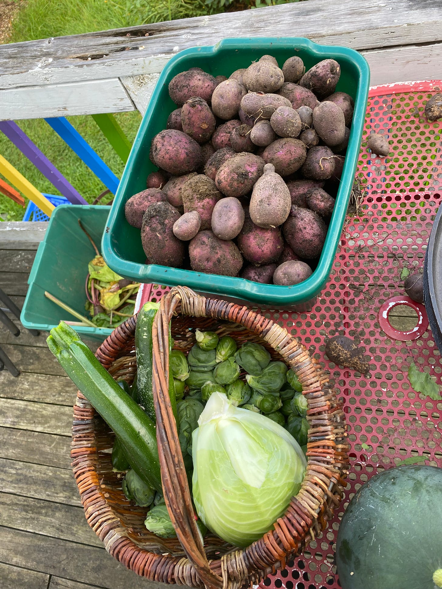 Freshly harvested potatoes, cabbage, zucchini, brussels sprouts