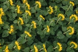 Sunflowers