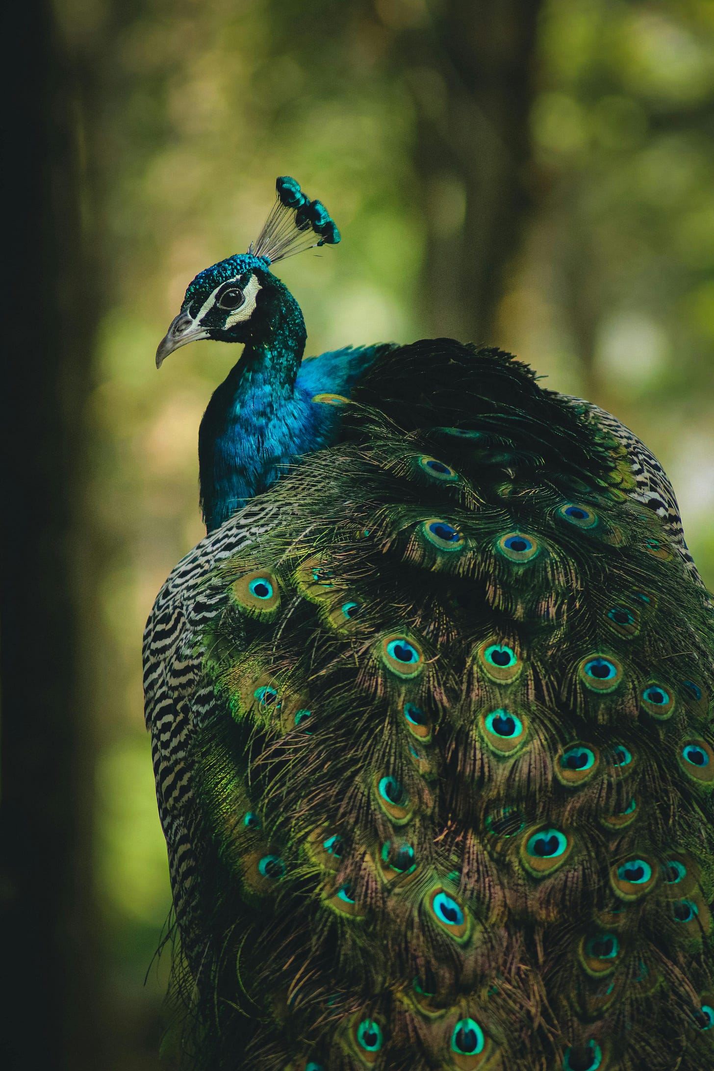 Male peacock in a wooded scene Male peacock in a wooded scene