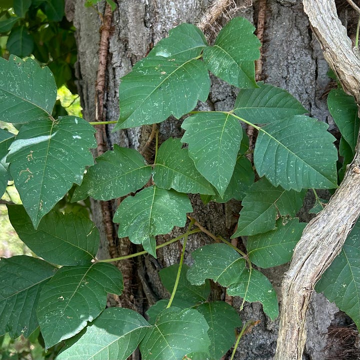 Two images show poison ivy. The first features deep green leaves wrapping around a tree. The second shows tiny green berries the plant grows.