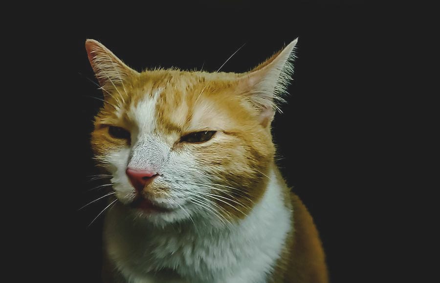 Confused angry cat Photograph by Amberly Elizabeth - Pixels