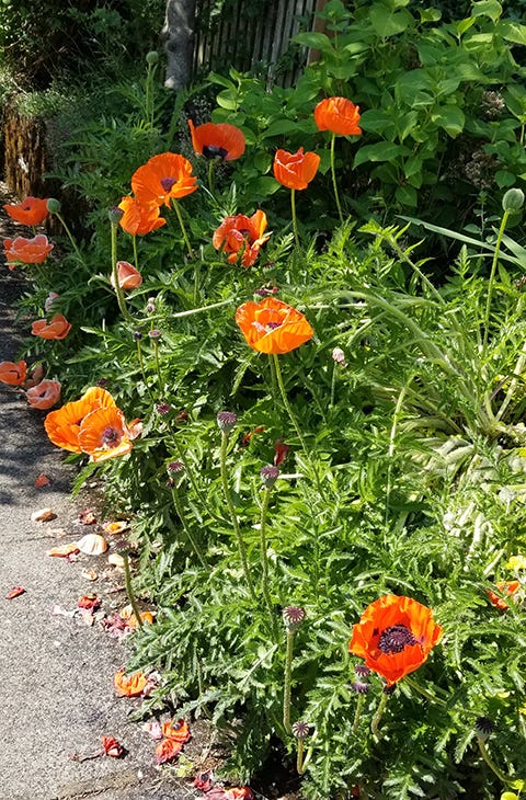 Images of bright red-orange poppies