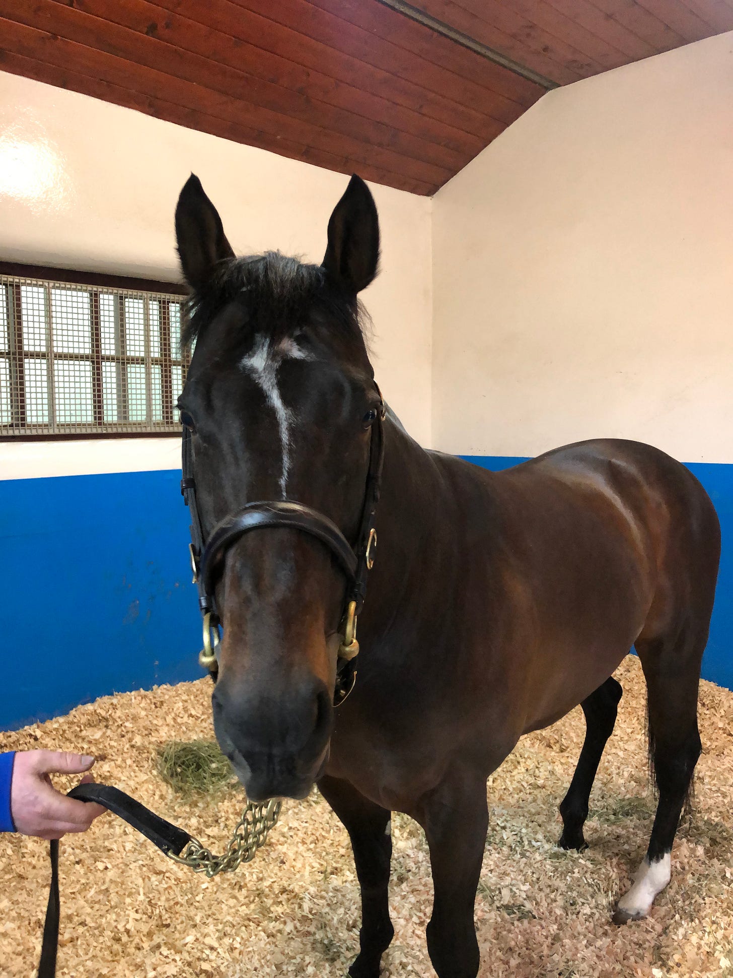 Shamardal in his box at Darley’s Kildangan Stud in January, 2020. Frances J. Karon photo.