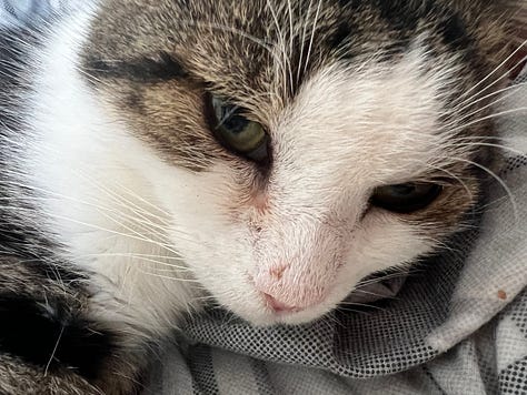Pictures of swirls, a tabby and white cat. He sits on a yellow chair and looks at the JR mgazine.