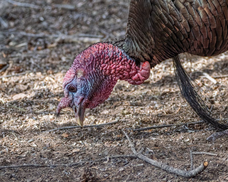 20260422-Chiricahuas-461-Edit.jpg
