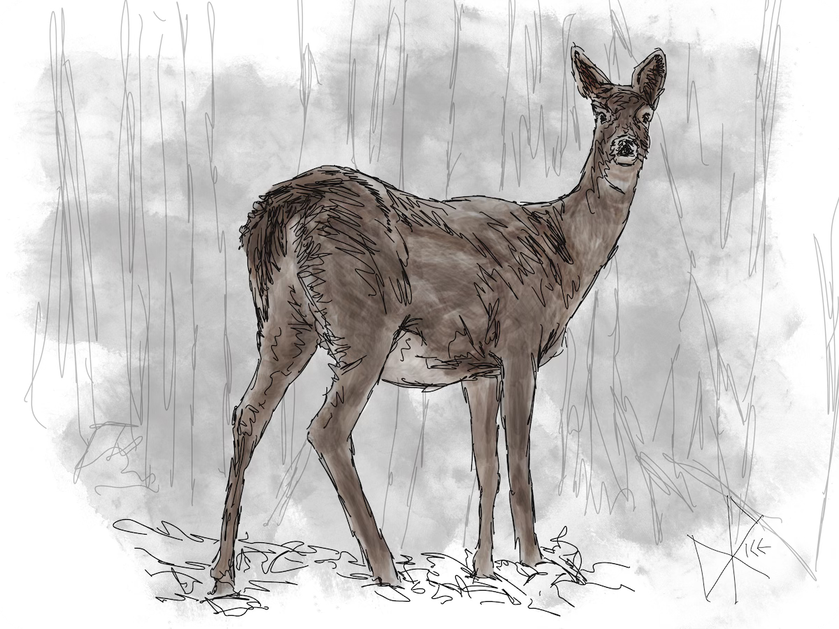A white-tailed deer stands alertly, ready to return into the deeper forest. Sketch art by Don Rice.
