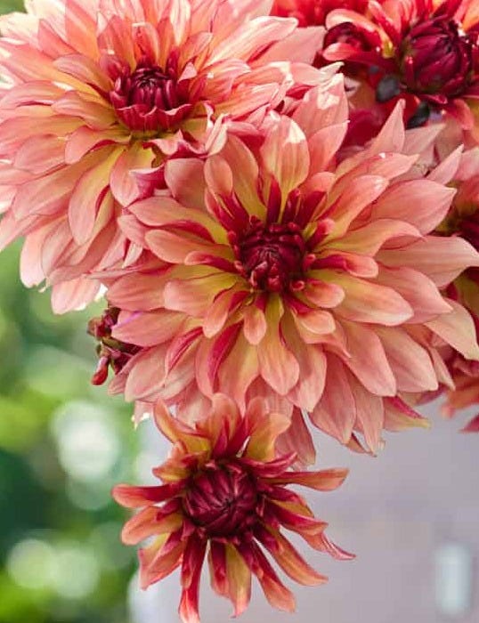 Dahlia Dorita