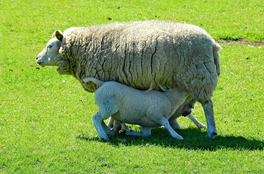 Suckling Sheep Suckling Sheep