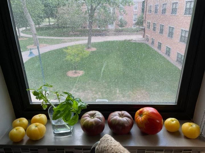 image of tomatoes on a windowsill image of tomatoes on a windowsill
