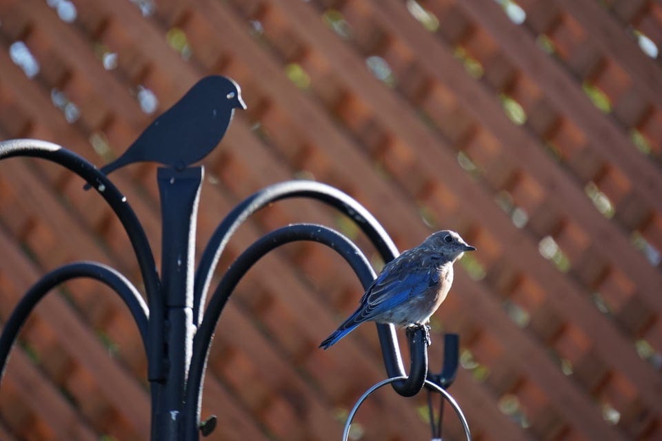 A bluebird sitting on top of a bird feeder, next to a metal ornament bird